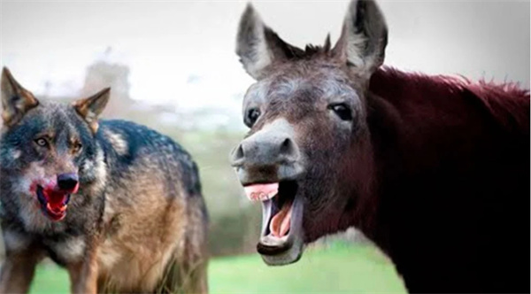 网传“狼怕驴”是真的吗 为什么