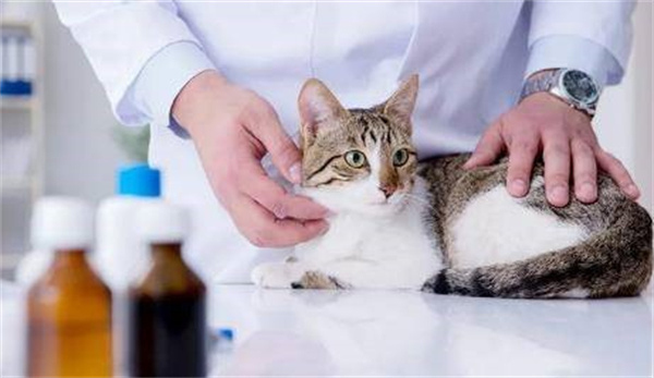 猫咪肾衰怎么办 猫咪肾衰的治疗解决办法