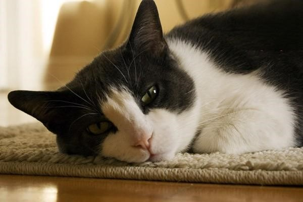 猫咪肾衰怎么办 猫咪肾衰的治疗解决办法