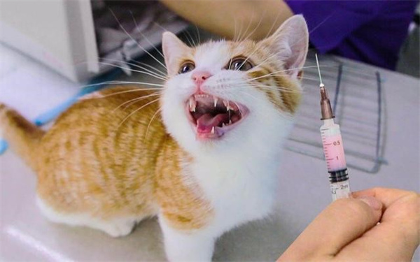 猫瘟怎么治疗 猫瘟隔离治疗方法