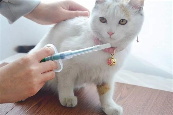 猫瘟怎么治疗 猫瘟隔离治疗方法
