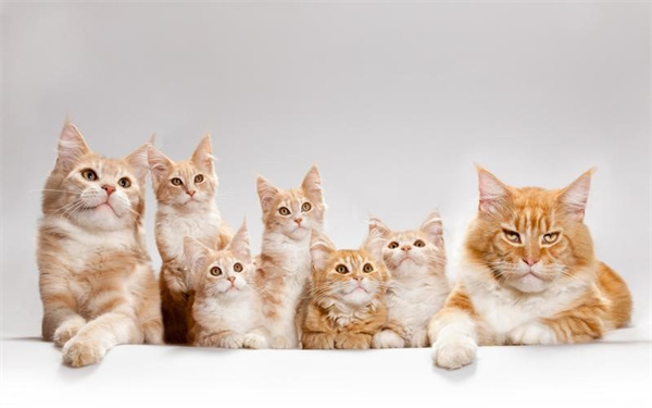 猫幽门阻塞有哪些症状 幽门阻塞症状介绍