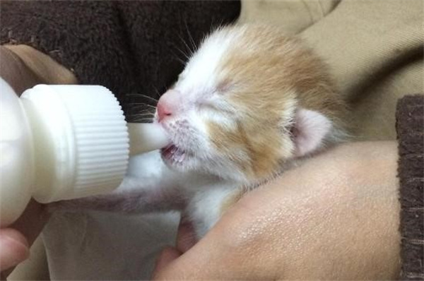 小猫出生后不会吃奶怎么办