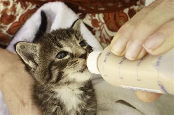 小猫出生后不会吃奶怎么办