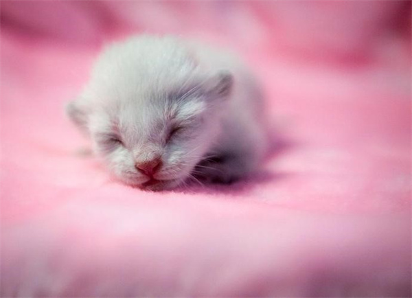 小猫出生后注意事项