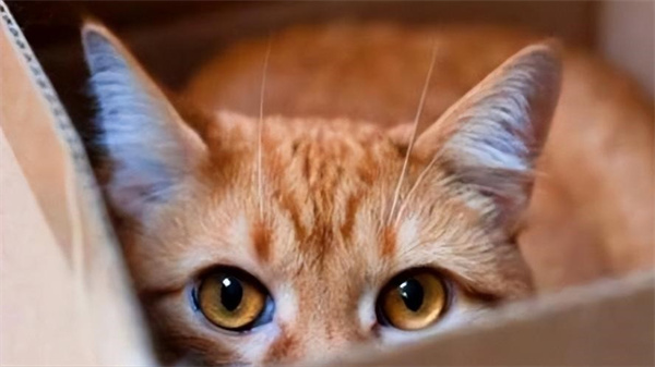 为什么猫咪们都是近视眼