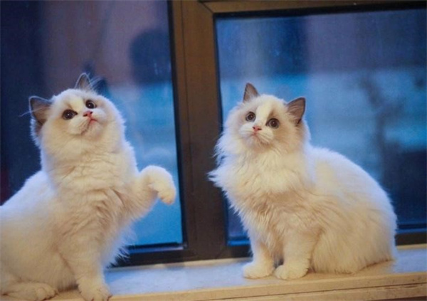 纯种布偶猫特点 布偶猫为什么叫布偶猫你知道吗
