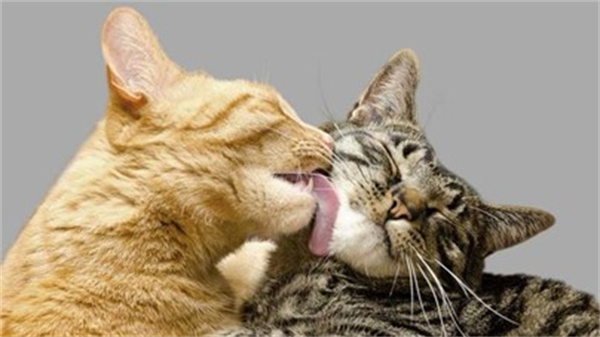 猫咪为什么喜欢互相舔毛