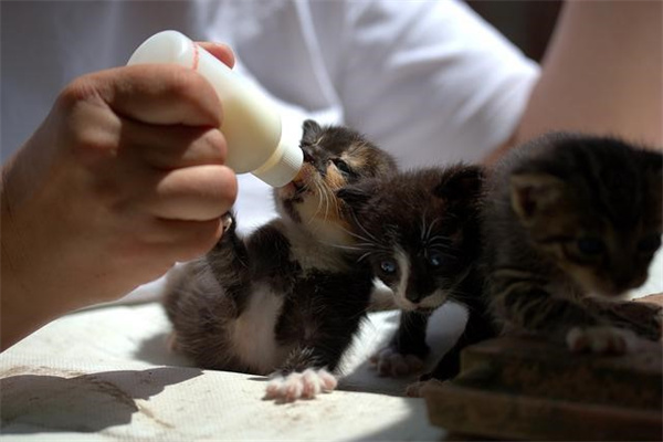 小猫喂奶需要注意什么