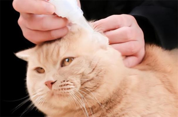 怎么预防和治疗猫咪的耳螨