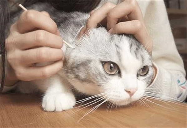 怎么预防和治疗猫咪的耳螨