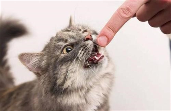 为什么有时候猫咪会咬人