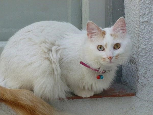 土耳其梵猫怎么喂养 土耳其梵猫喂养知识