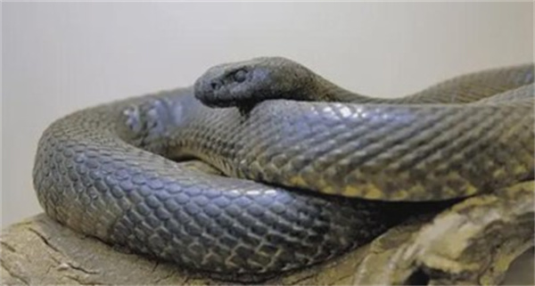 人类有没有可能像毒蛇那样进化出毒液 为什么