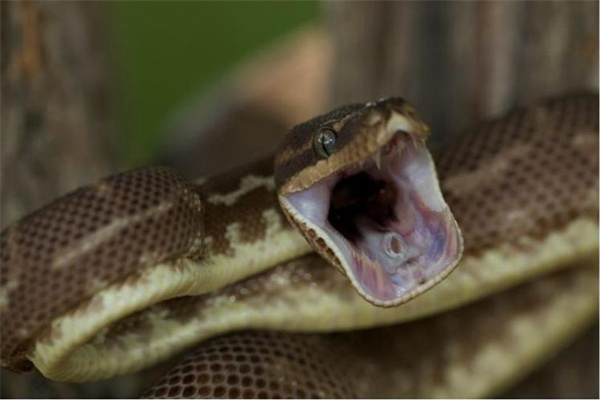 人类有没有可能像毒蛇那样进化出毒液 为什么