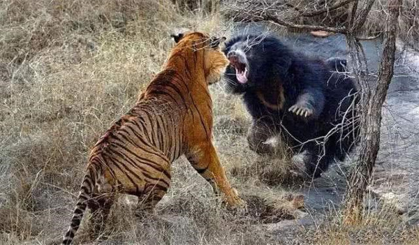 老虎真的有能力经常杀熊吗 为什么