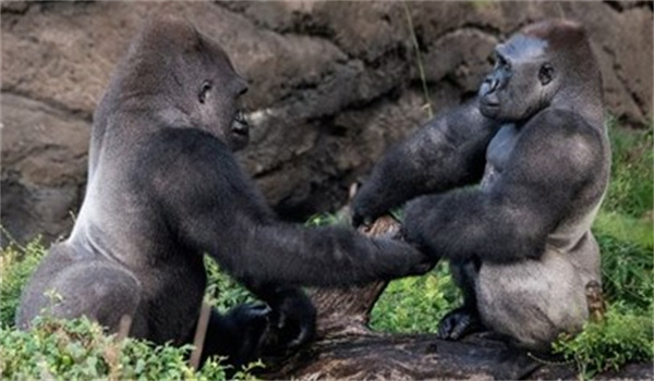 成年男性与成年雄性黑猩猩 谁的力量更大 为什么