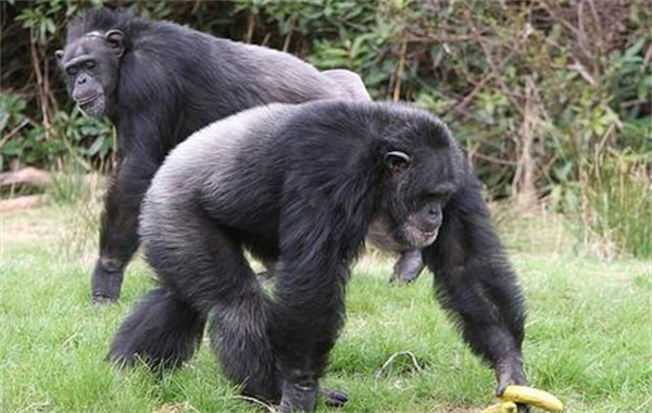 成年男性与成年雄性黑猩猩 谁的力量更大 为什么