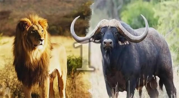 非洲狮能否单杀非洲水牛 为什么