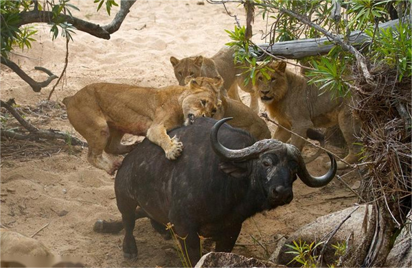 非洲狮能否单杀非洲水牛 为什么