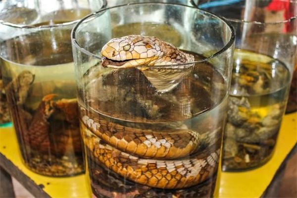 毒蛇泡在酒里 它身上的寄生虫能被酒杀死吗 为什么