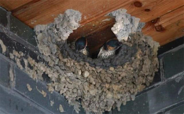 燕子只在人类建筑物内筑巢吗 为什么野外很少看到燕子窝