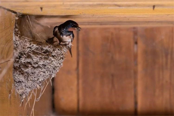 燕子只在人类建筑物内筑巢吗 为什么野外很少看到燕子窝