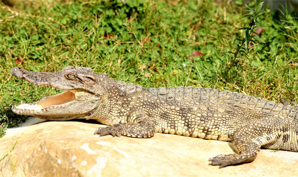 鳄鱼生活在水中 为什么还要经常晒太阳