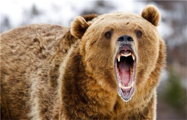 人赤手空拳真的能打死棕熊吗 为什么