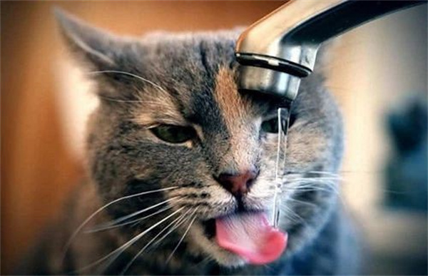 猫咪空调病的症状是什么 猫咪得了空调病该怎么办