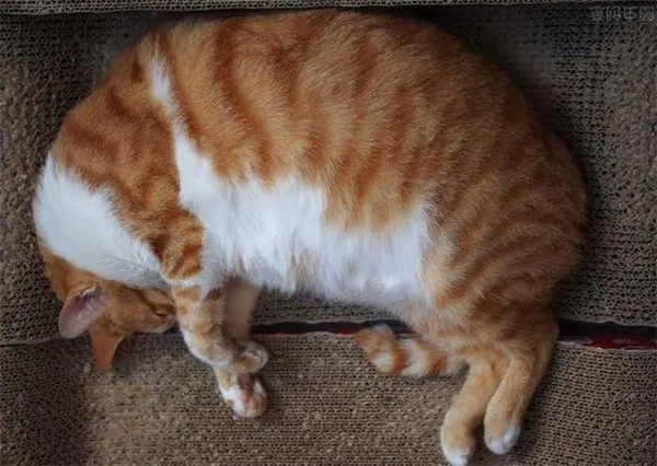 橘猫为什么容易养胖