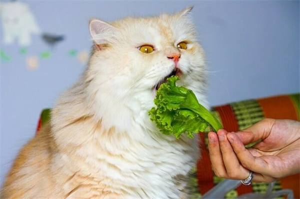 猫咪喜欢吃什么