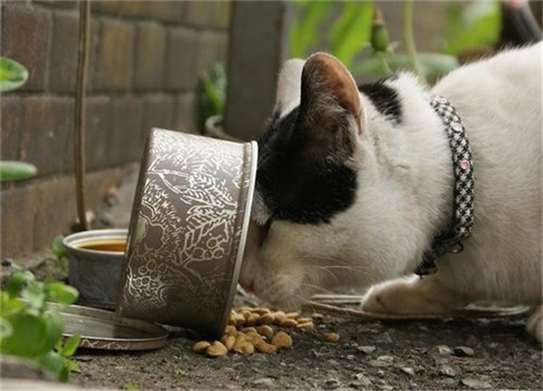 猫便秘的原因 猫便秘吃什么排便快