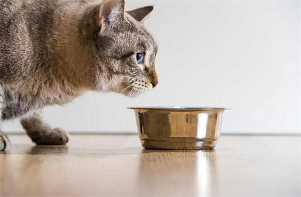 猫便秘的原因 猫便秘吃什么排便快