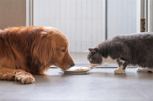 猫护食怎么训练 宠物护食怎么训练