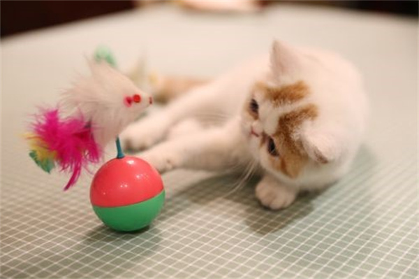 猫喜欢什么玩具