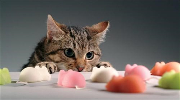 猫喜欢什么玩具
