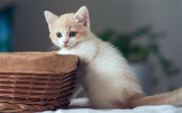 小奶猫如何刺激排便  不刺激排便猫会死吗
