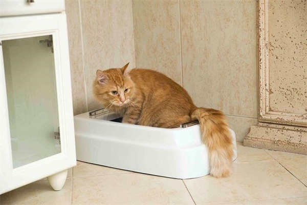 猫乱尿的原因 猫乱尿该怎么办