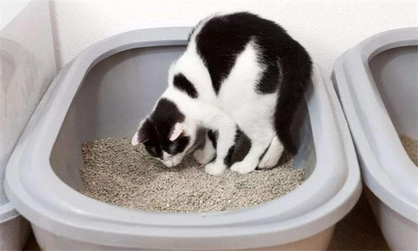 猫乱尿的原因 猫乱尿该怎么办