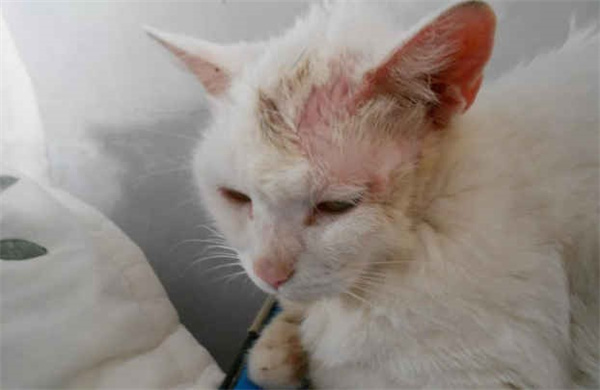 猫咪常见的皮肤问题 猫咪最常见的皮肤病及症状