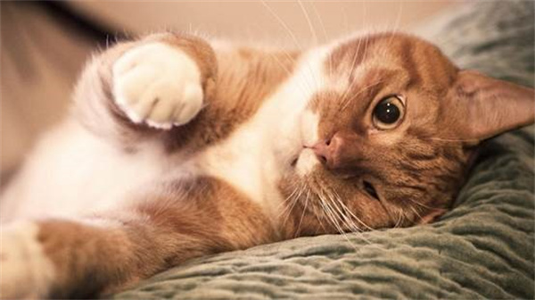 猫咪腹泻的原因及治疗方法