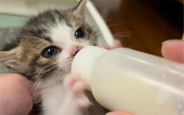 怎样给小奶猫断奶 科学断奶攻略