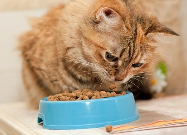 自制猫粮配方 让喵主子吃上健康又营养的猫饭