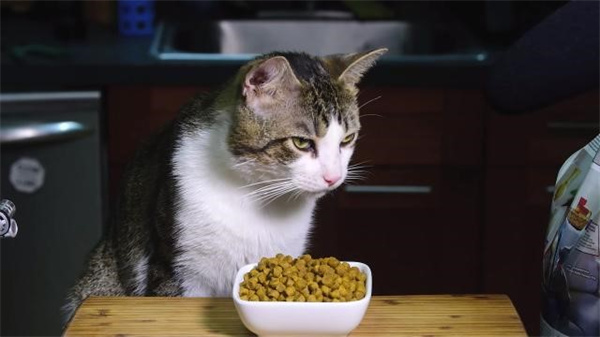 自制猫粮配方 让喵主子吃上健康又营养的猫饭