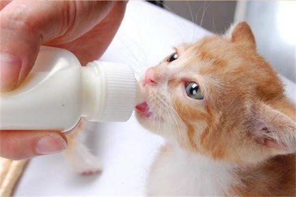 小奶猫断奶后喂养方法 科学护理需知