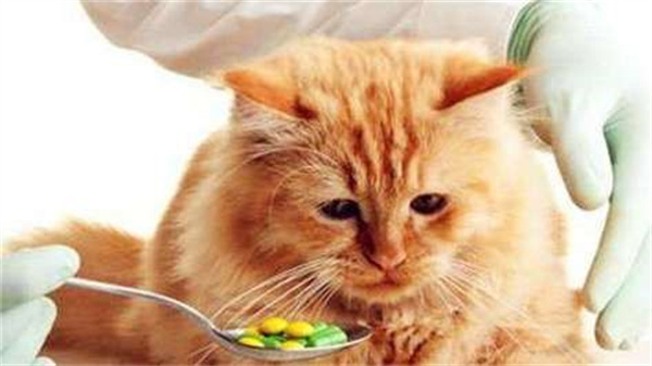 猫肚子有寄生虫的症状 猫肚子有寄生虫的表现