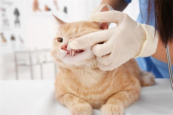 猫肚子有寄生虫的症状 猫肚子有寄生虫的表现