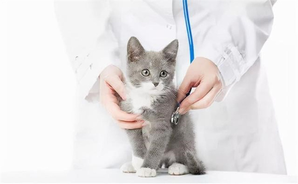 猫咪毛球性胃炎是什么
