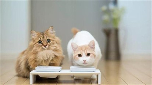 猫咪饭量标准 你家猫咪吃多少